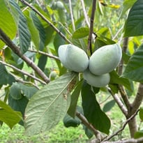 Visite libre : petite fête des plantes de fruitiers hors du commun et agrumes rustiques