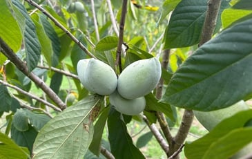 Visite libre : petite fête des plantes de fruitiers hors du commun et agrumes rustiques
