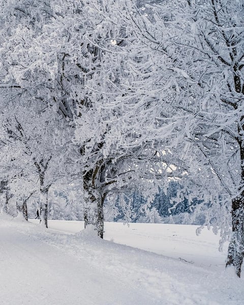 Winterreise : Voyage d'hiver de Schubert
